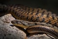 Puffing Snake, Pseustes poecilonotus, in dark habitat. Non venomous snake in the nature habitat. Poisonous animal from South