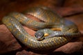 Puffing Snake, Pseustes poecilonotus, in dark habitat. Non venomous snake in the nature habitat. Poisonous animal from South