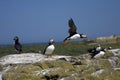 Puffins Royalty Free Stock Photo