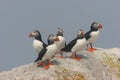 Puffins