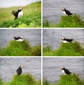 Puffins Royalty Free Stock Photo