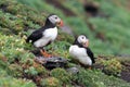 Puffins Royalty Free Stock Photo
