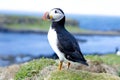 Puffins Royalty Free Stock Photo