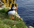 Puffin in Island 3 Royalty Free Stock Photo
