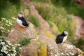 Puffins, little beauty Royalty Free Stock Photo