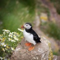 Puffins, little beauty Royalty Free Stock Photo