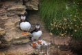 Puffins, little beauty Royalty Free Stock Photo