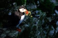 Puffin on high chalk cliffs at Bempton, Yorkshire, Uk. Royalty Free Stock Photo