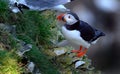 Puffin on high chalk cliffs at Bempton, Yorkshire, Uk. Royalty Free Stock Photo