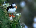 Puffin on high chalk cliffs at Bempton, Yorkshire, Uk. Royalty Free Stock Photo