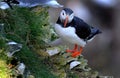 Puffin on high chalk cliffs at Bempton, Yorkshire, Uk. Royalty Free Stock Photo