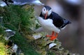 Puffins are any of three species of small alcids in the bird genus Fratercula.