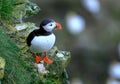 Puffin on high chalk cliffs at Bempton, Yorkshire, Uk. Royalty Free Stock Photo