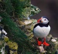 Puffins are any of three species of small alcids in the bird genus Fratercula.