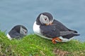 Puffins birds close-up on Mykines island Faroe Islands