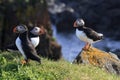 Puffins on the cliff Royalty Free Stock Photo