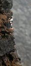 Puffins on the cliff Royalty Free Stock Photo