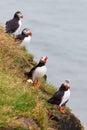 Puffins on a cliff near DyrhÃÂ³laey