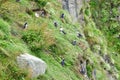 Puffins on a cliff near HusavÃÂ­k, Iceland Royalty Free Stock Photo