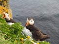 Puffins at a cliff Royalty Free Stock Photo