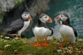 Puffins on the Clifftop Royalty Free Stock Photo