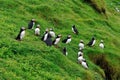 Puffins colony, Iceland