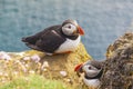 Puffins family - Latrabjarg, Iceland.