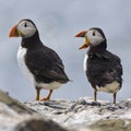 Puffins in the Farne Islands - England Royalty Free Stock Photo