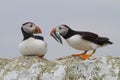 Puffins, Farne Islands