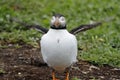 Puffins on the Farne Islands UK