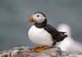 Puffins on the Farne Islands UK