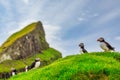 Puffins of the Faroe Islands, Mykines, Denmark, Europe