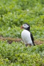 Puffins (Fratercula arctica) Royalty Free Stock Photo