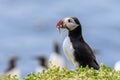 Puffins (Fratercula arctica) Royalty Free Stock Photo