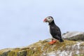 Puffins (Fratercula arctica) Royalty Free Stock Photo