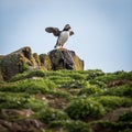 Puffins Fratercula arctica,