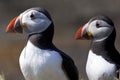 Puffins (Fratercula arctica) - Scotland Royalty Free Stock Photo