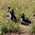 Puffins in grass field on Skomer island