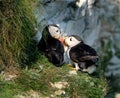 Puffins on high chalk cliffs of Yorkshire east coast. UK.