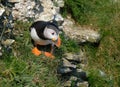 Puffins on high chalk cliffs of Yorkshire east coast. UK.