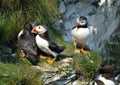 Puffins on high chalk cliffs of Yorkshire east coast. UK.