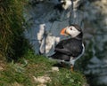 Puffins on high chalk cliffs of Yorkshire east coast. UK.