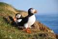 Puffins, Iceland Royalty Free Stock Photo