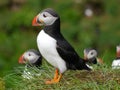 Cute Puffin Birds