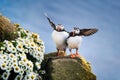 Puffins in Iceland. Seabirds on sheer cliffs. Birds on the Westfjord in Iceland. Composition with wild animals. Royalty Free Stock Photo