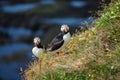 Puffins in Iceland. Seabirds on sheer cliffs. Birds on the Westfjord in Iceland. Composition with wild animals. Royalty Free Stock Photo