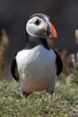 Puffins - Island of Lunga - Scotland Royalty Free Stock Photo