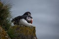 Puffins at latrabjarg cliff Iceland