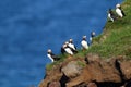 Puffins in Latrabjarg cliffs in iceland