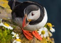 Puffins on the Latrabjarg cliffs, West Fjords, Iceland